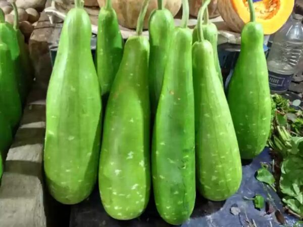 Bottle Gourd (জাতিলাওঁ) 1kg
